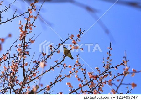 桃花和李子在藍天下閃閃發光 122499747