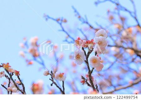 桃花和李子在藍天下閃閃發光 122499754