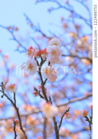 桃花和李子在藍天下閃閃發光 桃花和李子在藍天下閃閃發光 122499755