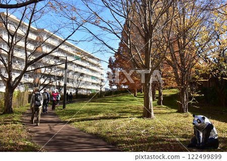 Yokohama City Asahi Ward Furusato Onemichi Greenway and Metasequoia Tree Line in Autumn Yokohama City Asahi Ward Furusato Onemichi Greenway and Metasequoia Tree Line in Autumn 122499899