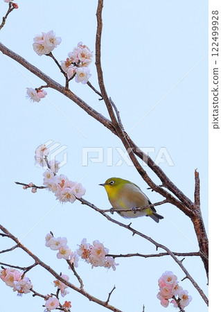 Meiro stopping at the plum branch 122499928