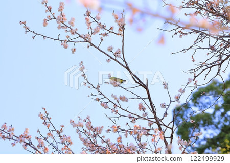 Meiro stopping at the plum branch 122499929