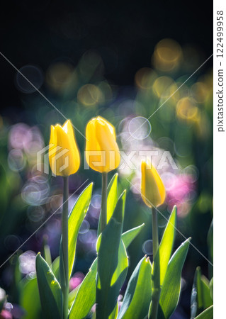 Yellow ice tulips blooming in the dark Yellow ice tulips blooming in the dark 122499958