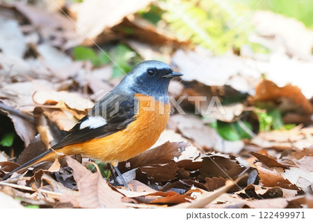 Giubitaki (male) 122499971