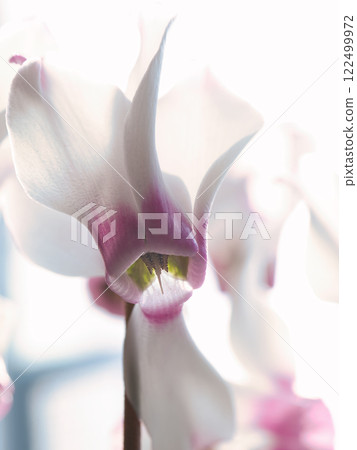 Cyclamen petals macro photography 122499972