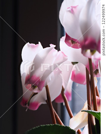 Cyclamen petals macro photography 122499974