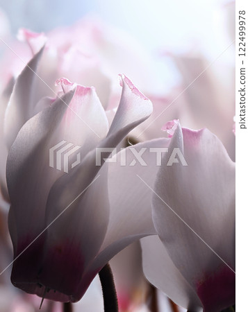 仙客來花瓣微距攝影 122499978