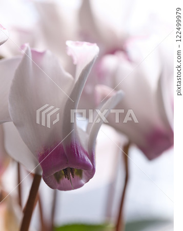 Cyclamen petals macro photography Cyclamen petals macro photography 122499979