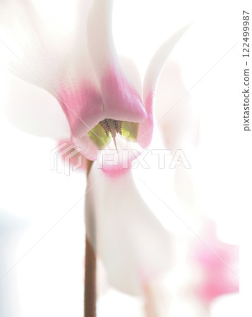 仙客來花瓣微距攝影 122499987