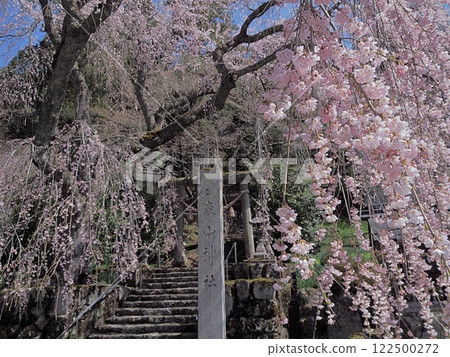 Weeping cherry blossoms in full bloom at Moriyama Shrine Weeping cherry blossoms in full bloom at Moriyama Shrine 122500272