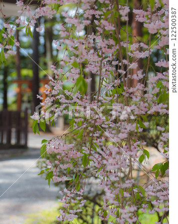 A path with cherry blossoms in bloom 122500387