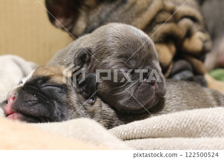 french bulldog puppy very nice 122500524