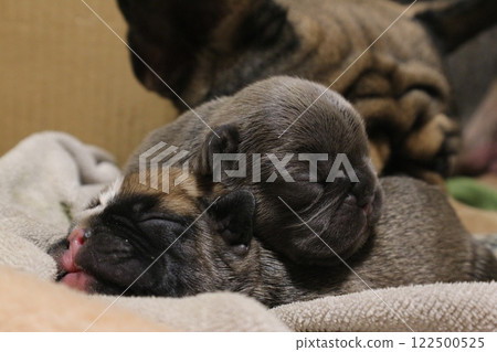 french bulldog puppy very nice 122500525
