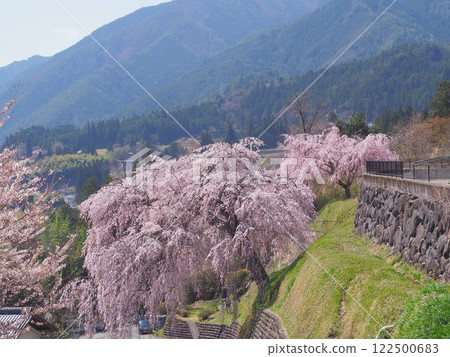 岐阜縣下呂市萩原櫻花節岩太郎的垂枝櫻花 岐阜縣下呂市萩原櫻花節岩太郎的垂枝櫻花 122500683