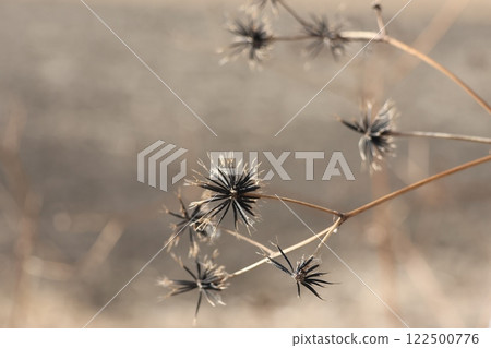 Close-up of burdock seeds Close-up of burdock seeds 122500776