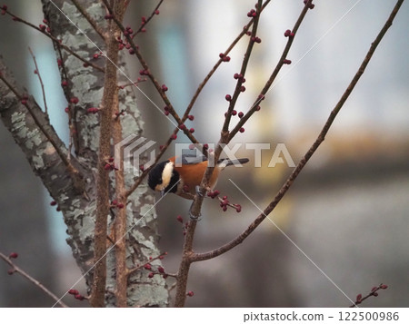 一隻雜色山雀棲息在紅梅樹枝上，低頭凝視（多喜尾神社的山雀） 122500986