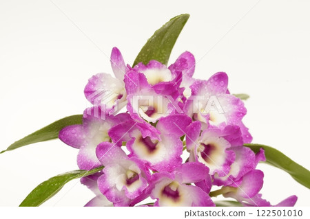Dendrobium on white background Dendrobium on white background 122501010