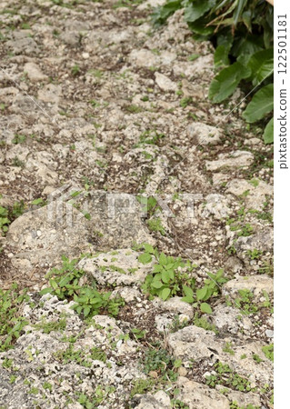 Okinawa Katsuren Castle ruins stone wall Okinawa trip 122501181