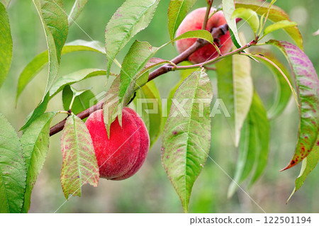 Luscious peaches hanging on a tree branch under soft sunlight in a summer orchard. Copy space. 122501194