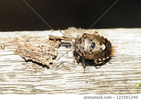 黑背蟲 黑背蟲 122501240