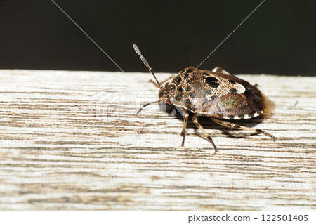 Black-backed bug Black-backed bug 122501405