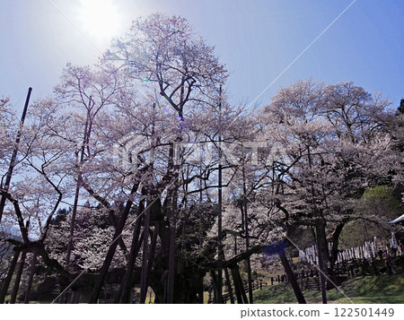 One of Japan's Three Greatest Cherry Blossoms, Gifu, Neoya Usuzumi Sakura 122501449