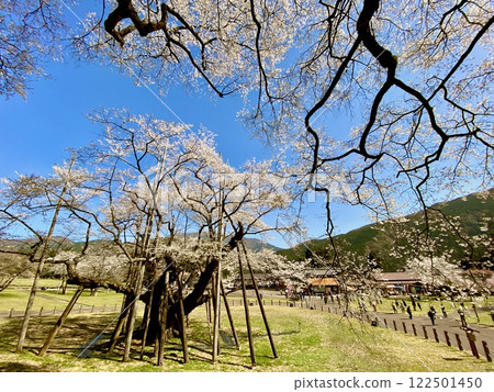 One of Japan's Three Greatest Cherry Blossoms, Gifu, Neoya Usuzumi Sakura 122501450
