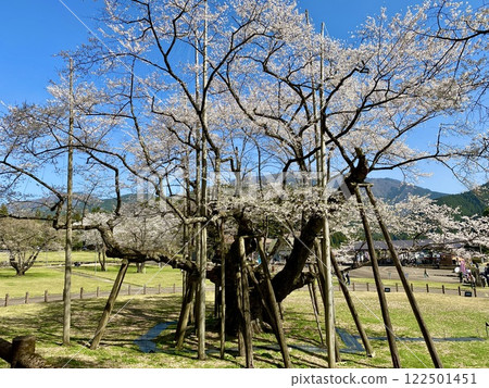 One of Japan's Three Greatest Cherry Blossoms, Gifu, Neoya Usuzumi Sakura One of Japan's Three Greatest Cherry Blossoms, Gifu, Neoya Usuzumi Sakura 122501451