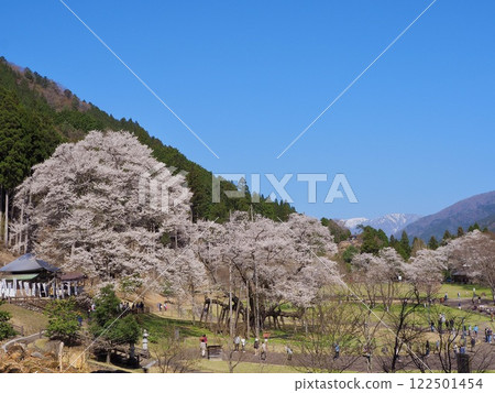 One of Japan's Three Greatest Cherry Blossoms, Gifu, Neoya Usuzumi Sakura 122501454