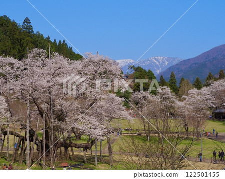 One of Japan's Three Greatest Cherry Blossoms, Gifu, Neoya Usuzumi Sakura 122501455