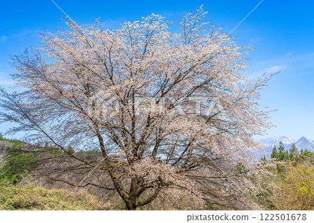 【日本百座名山】蒜山高原的春天：山櫻花與大山 岡山縣真庭市11 122501678