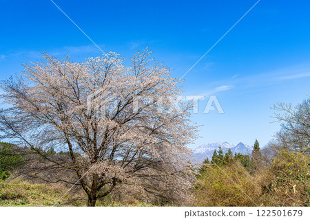 【日本百座名山】蒜山高原的春天:山櫻花與大山 岡山縣真庭市20 【日本百座名山】蒜山高原的春天:山櫻花與大山 岡山縣真庭市20 122501679