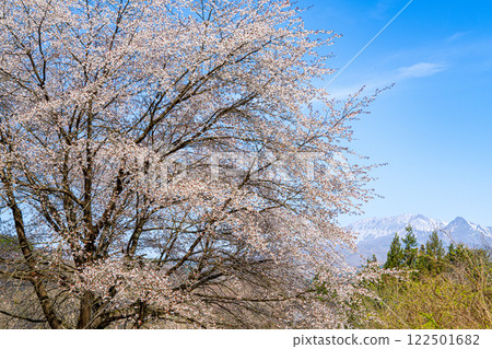 [Japan's 100 Famous Mountains] Spring in the Hiruzen Plateau: Yamazakura and Mt. Daisen 19, Maniwa City, Okayama Prefecture 122501682