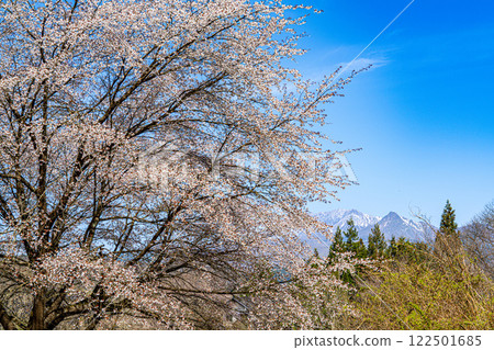 【日本百座名山】蒜山高原的春天:山櫻花與大山 岡山縣真庭市18 【日本百座名山】蒜山高原的春天:山櫻花與大山 岡山縣真庭市18 122501685