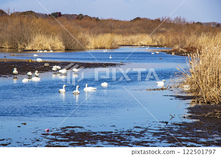A flock of swans arriving at Sugo-numa in Joso City A flock of swans arriving at Sugo-numa in Joso City 122501797