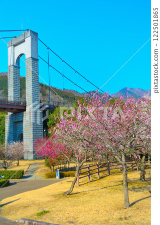 關東、秦野戶川公園、可同時欣賞梅花和櫻花的賞櫻勝地、裝飾著鮮花的吊橋、神奈川縣秦野市（2） 122501865