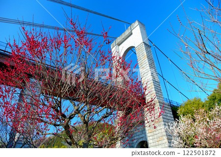 關東、秦野戶川公園、可同時欣賞梅花和櫻花的賞櫻勝地、裝飾著鮮花的吊橋、神奈川縣秦野市（5） 122501872
