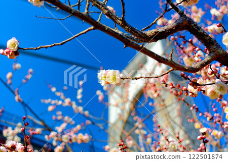 關東、秦野戶川公園、可同時欣賞梅花和櫻花的賞櫻勝地、裝飾著鮮花的吊橋、神奈川縣秦野市（7） 122501874