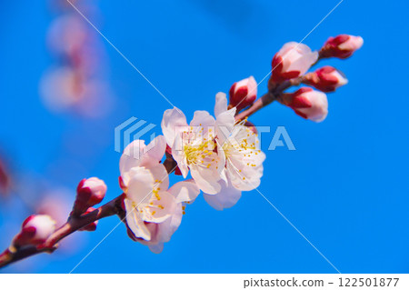 Kanto, Hadano Togawa Park, a cherry blossom viewing spot where you can see plum and cherry blossoms at the same time, vivid red plum blossoms, Hadano City, Kanagawa Prefecture (3) 122501877