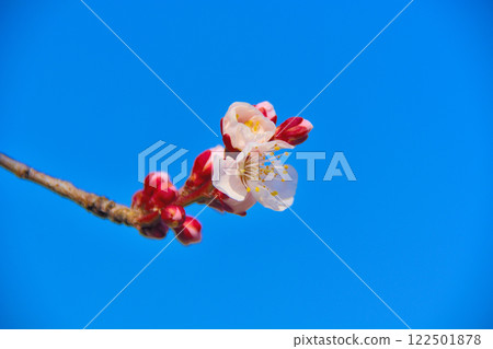 關東、秦野戶川公園、可同時欣賞梅花和櫻花的賞櫻勝地、鮮紅的梅花、神奈川縣秦野市（4） 122501878