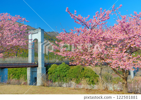 Kanto, Hadano Togawa Park, a cherry blossom viewing spot where you can see plum and cherry blossoms at the same time, Kawazu cherry blossoms and suspension bridge, Hadano City, Kanagawa Prefecture (4) Kanto, Hadano Togawa Park, a cherry blossom viewing spot where you can see plum and cherry blossoms at the same time, Kawazu cherry blossoms and suspension bridge, Hadano City, Kanagawa Prefecture (4) 122501881
