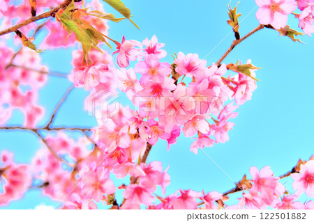 Kanto, Hadano Togawa Park, a cherry blossom viewing spot where you can see plum and cherry blossoms at the same time, Harumekizakura (early blooming cherry blossoms), Hadano City, Kanagawa Prefecture (7) 122501882