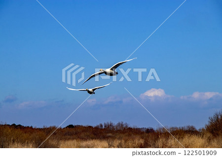 茨城縣常總市菅鄉沼上空飛翔的天鵝 122501909