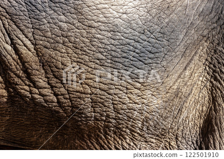 Patterns on elephant skin [Proboscidea, Elephantidae] 122501910