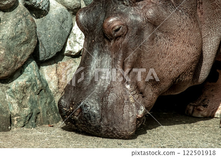 河馬的眼睛、鼻孔和外耳排列在一條直線上 [哺乳動物，偶蹄目，河馬科] 122501918
