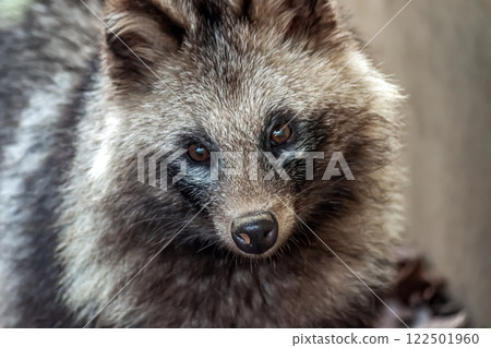 體色為灰褐色或棕褐色,臉部形狀類似犬科浣熊屬的貉。 體色為灰褐色或棕褐色,臉部形狀類似犬科浣熊屬的貉。 122501960