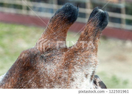 長頸鹿角的特寫 122501961