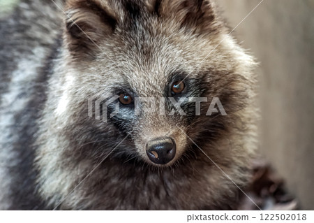 體色為灰褐色或棕褐色,臉部形狀類似犬科浣熊屬的貉。 體色為灰褐色或棕褐色,臉部形狀類似犬科浣熊屬的貉。 122502018