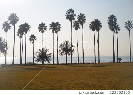 Shodoshima Tonosho Town, palm tree beach-2 122502100