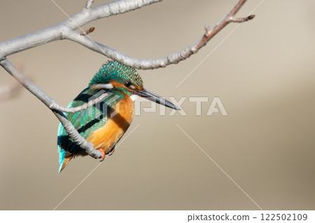 一隻翠鳥棲息在樹枝上，瞄準一條魚 122502109